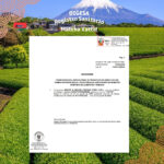 Matcha japonés certificado – Certificado de origen lote agosto 2026