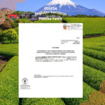 Matcha japonés certificado – Certificado de origen lote agosto 2026